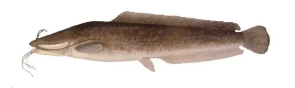 North African catfish