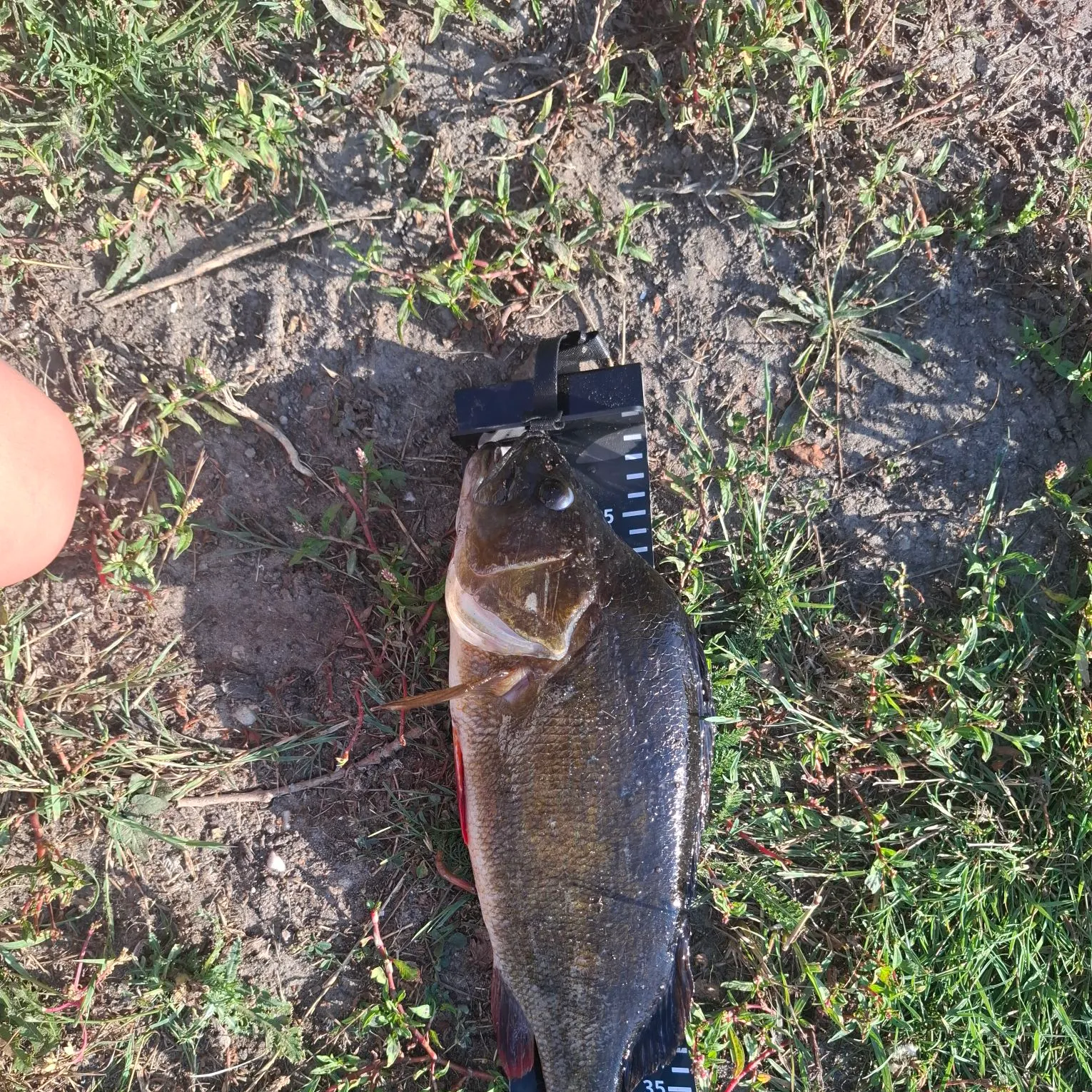 European perch caught on Fishbrain