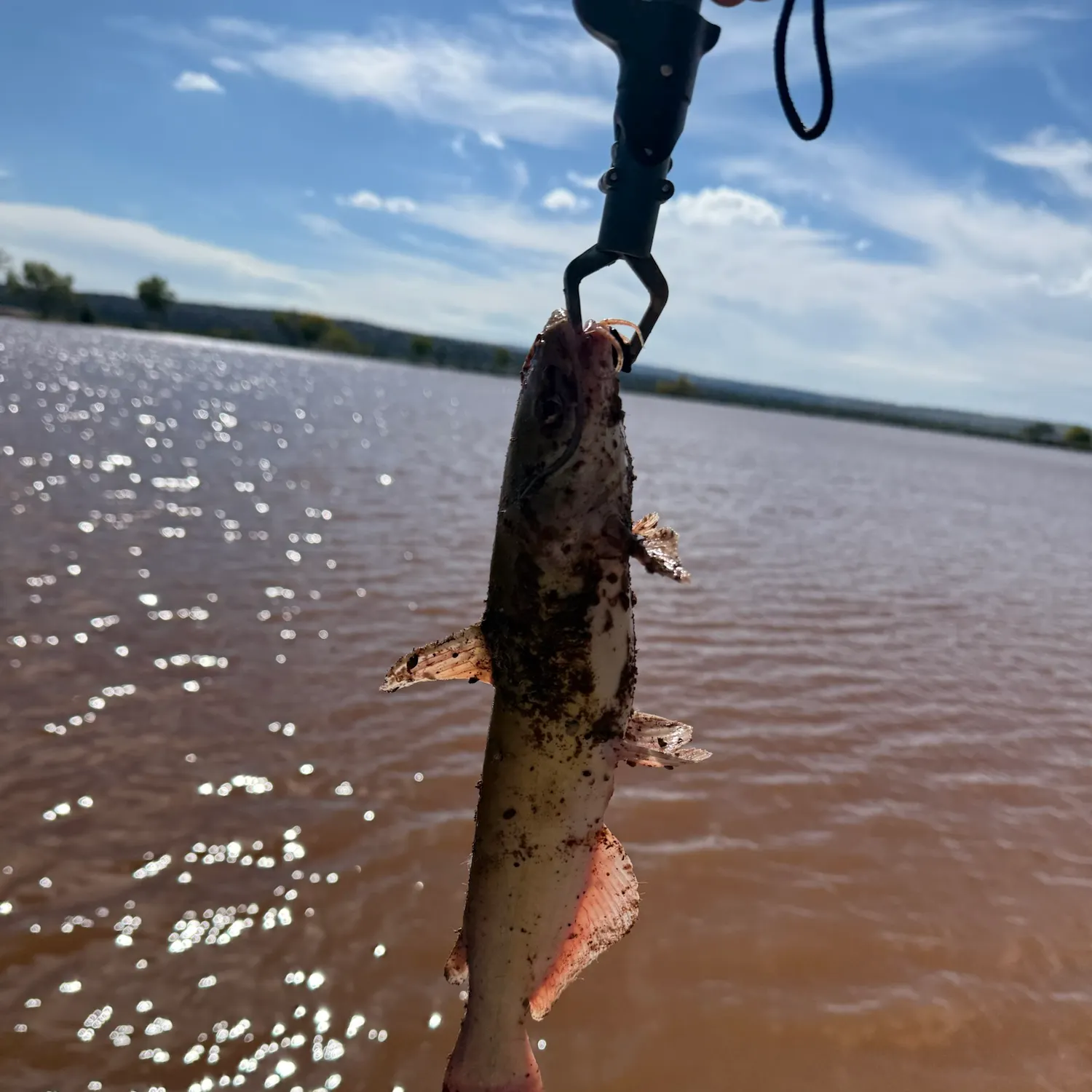 Channel catfish caught on Fishbrain