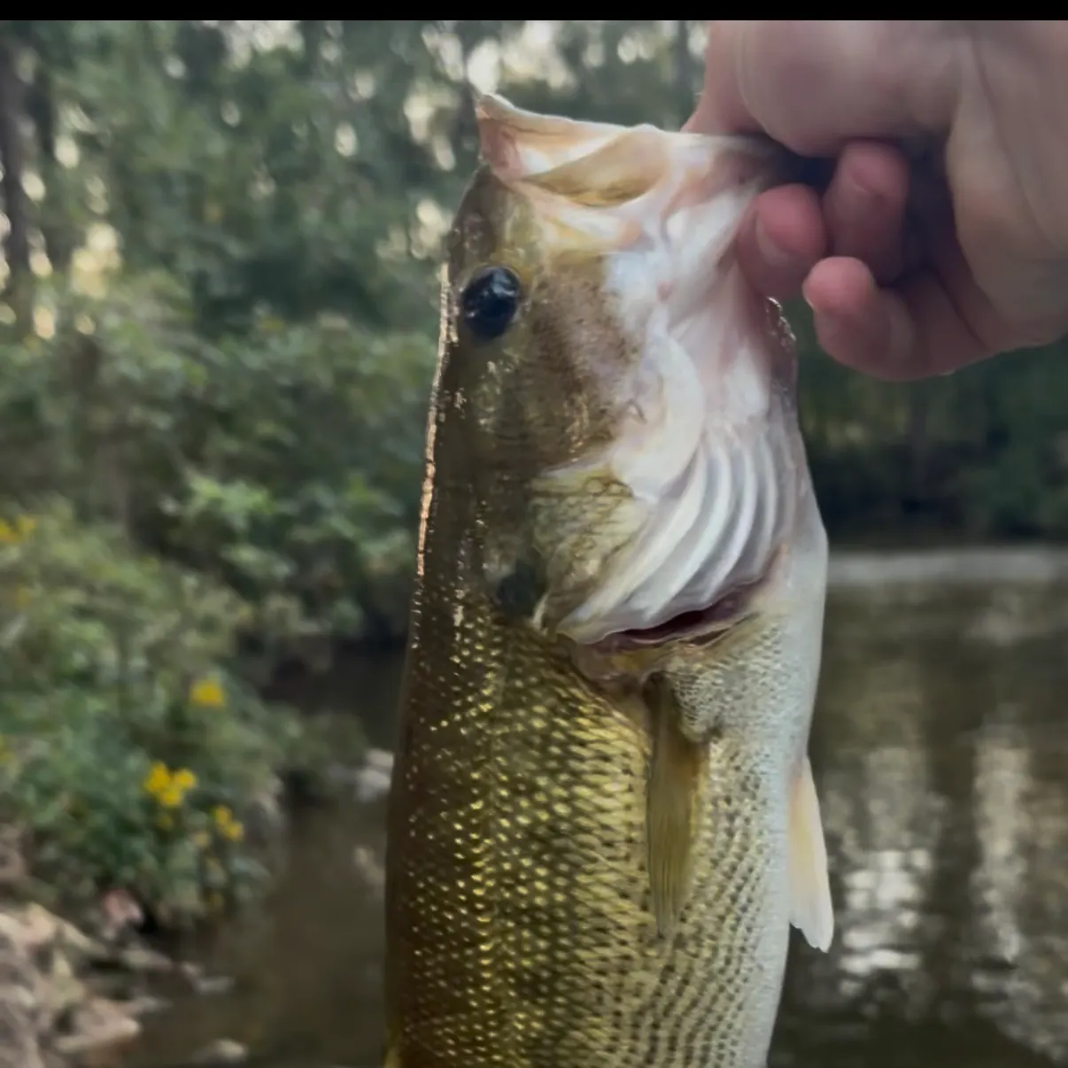 Fish caught on Fishbrain