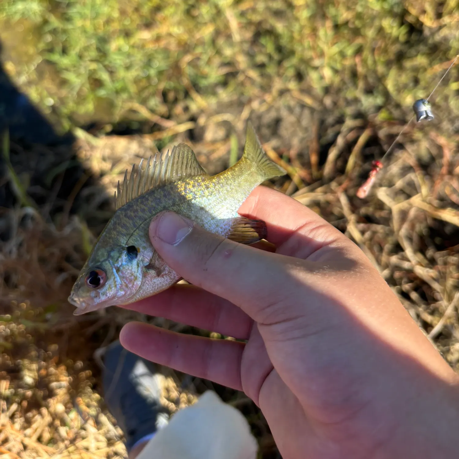 Green sunfish caught on Fishbrain