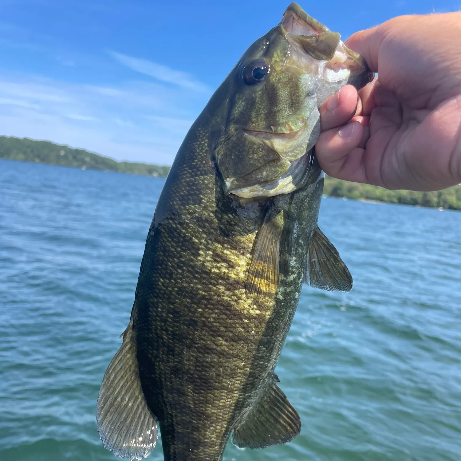 Smallmouth bass caught on Fishbrain