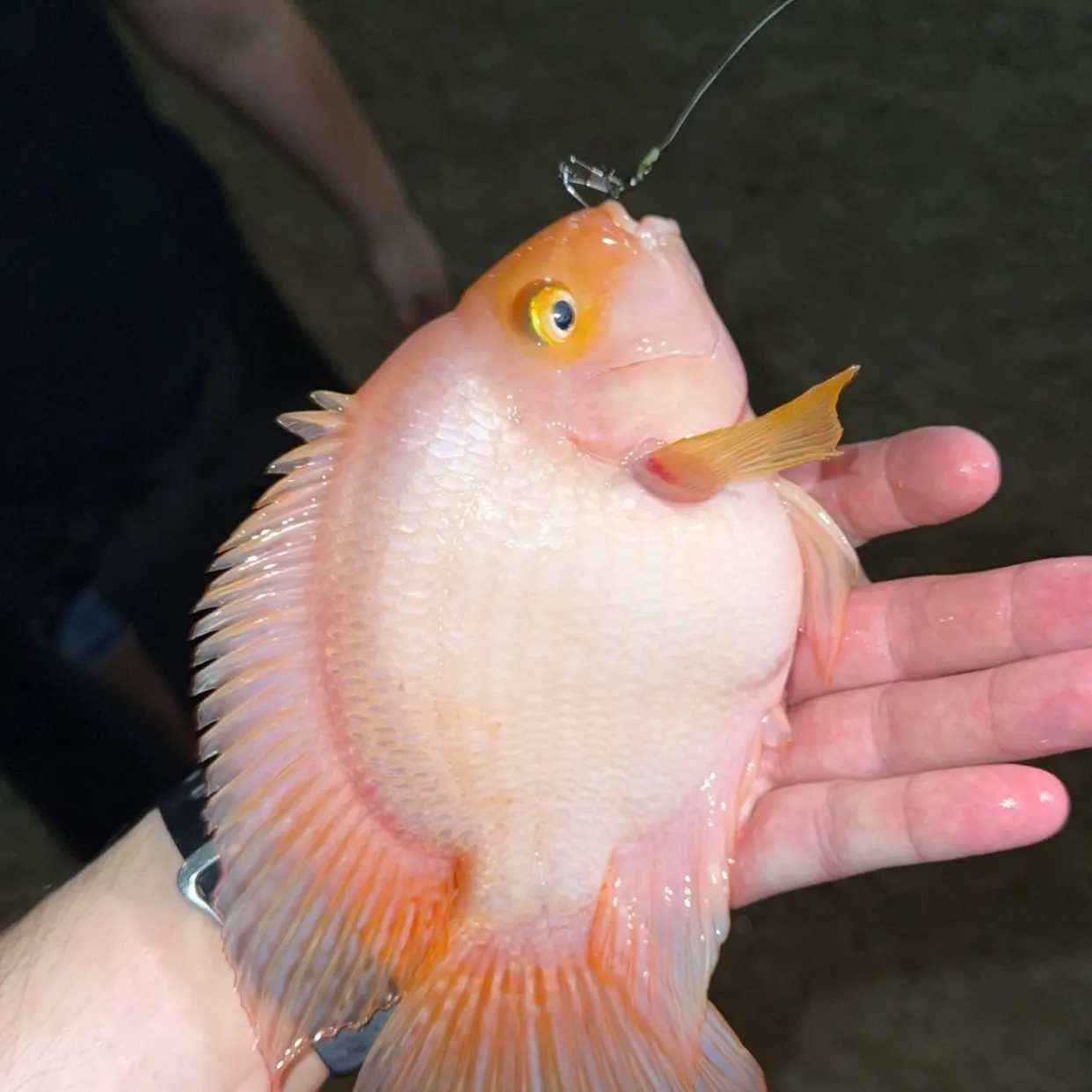 The most recent Blood parrot cichlid catches on Fishbrain