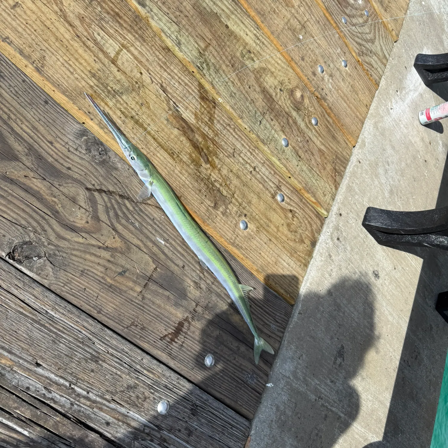The most recent Banded needlefish catches on Fishbrain