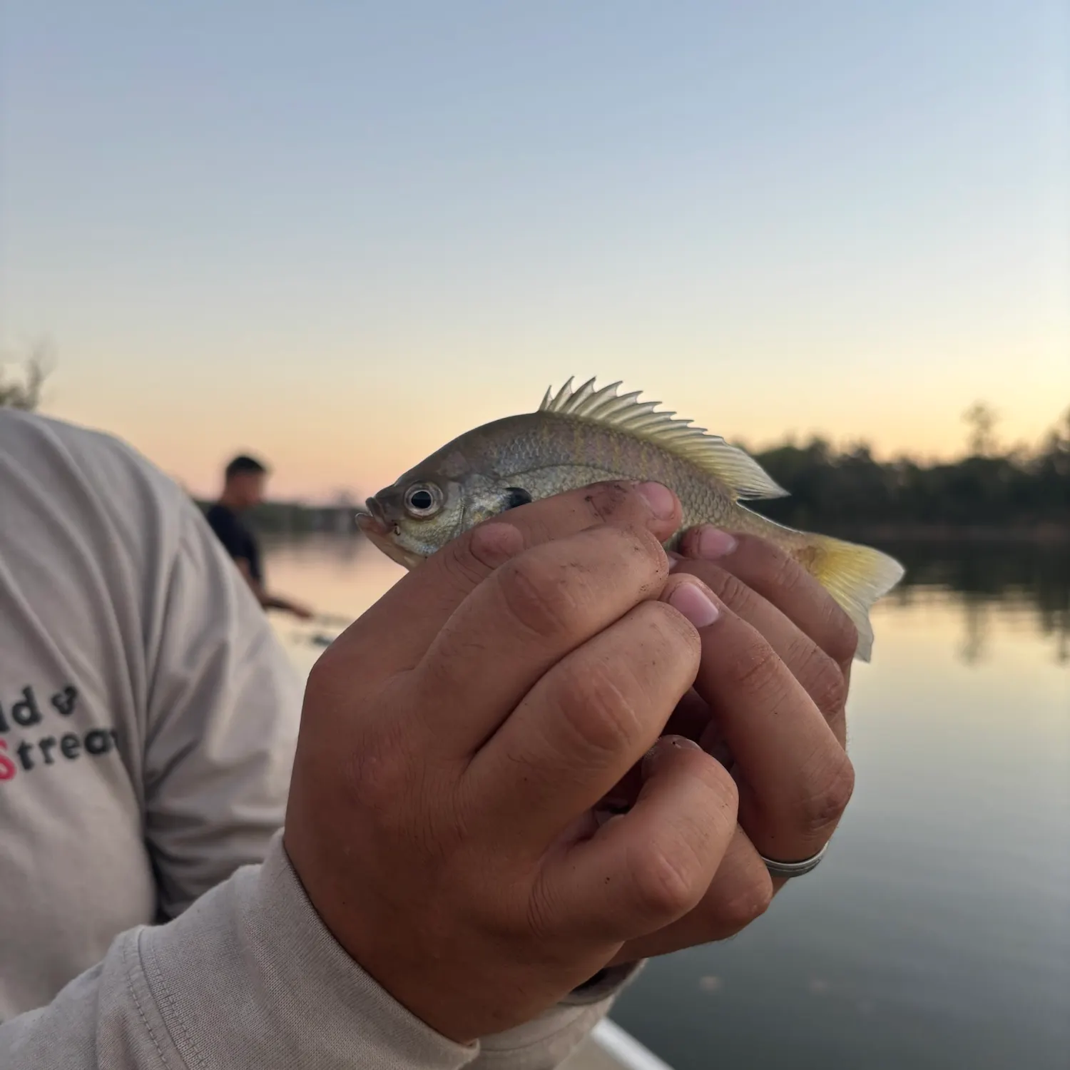 Bluegill caught on Fishbrain