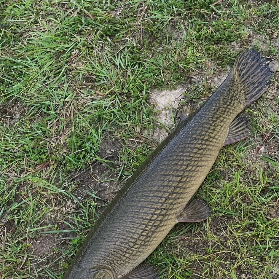 The most recent Alligator gar catches on Fishbrain