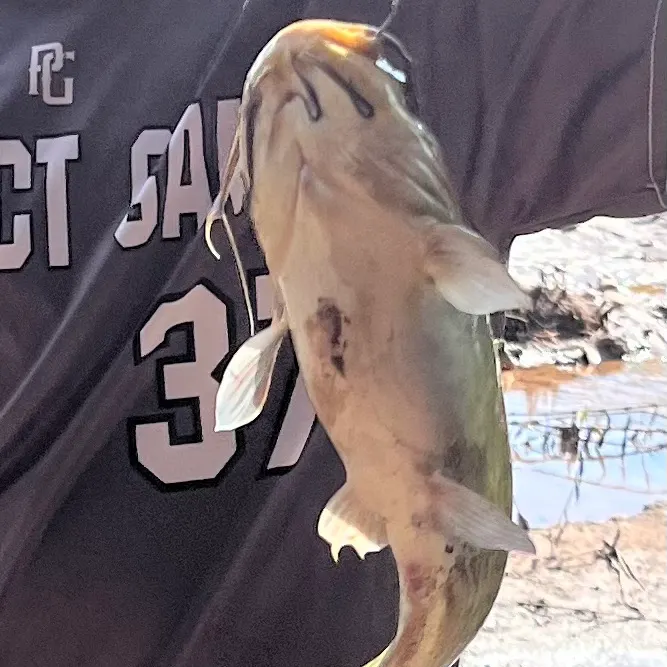 Black bullhead caught on Fishbrain