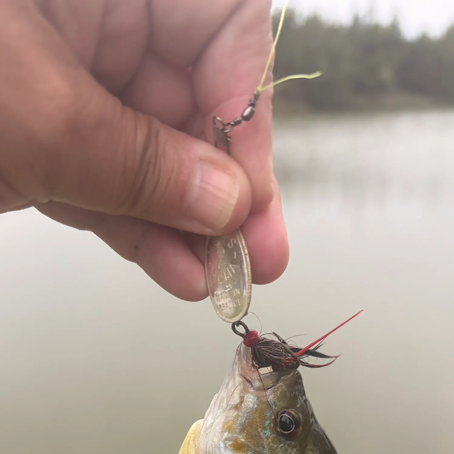 Greengill hybrid caught on Fishbrain
