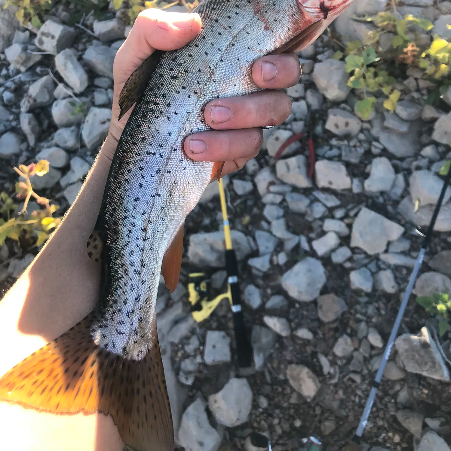 Bonneville cutthroat trout caught on Fishbrain