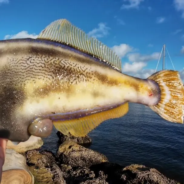 The most recent Yellowfin leatherjacket catches on Fishbrain