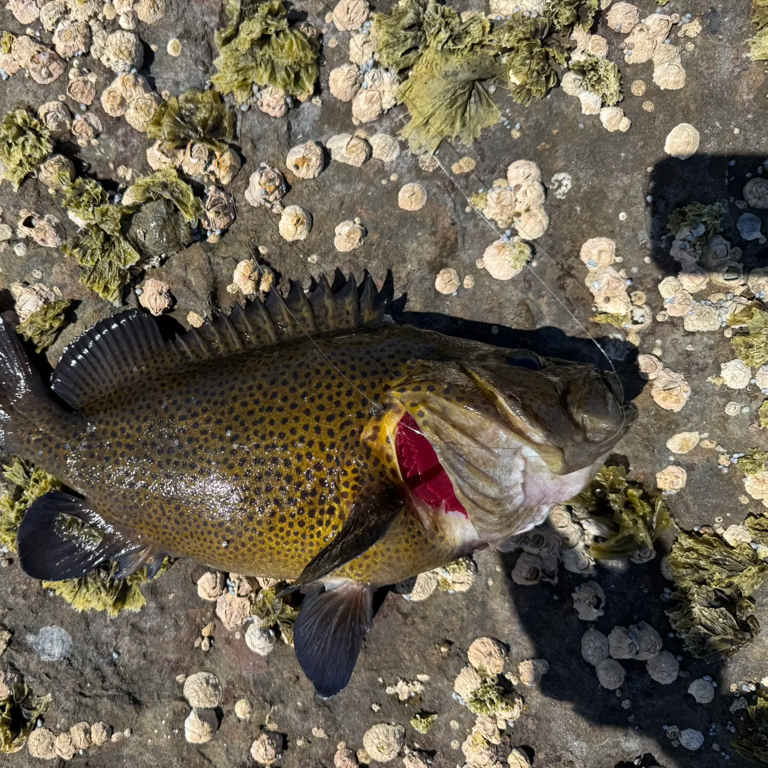 The most recent Eastern wirrah catches on Fishbrain