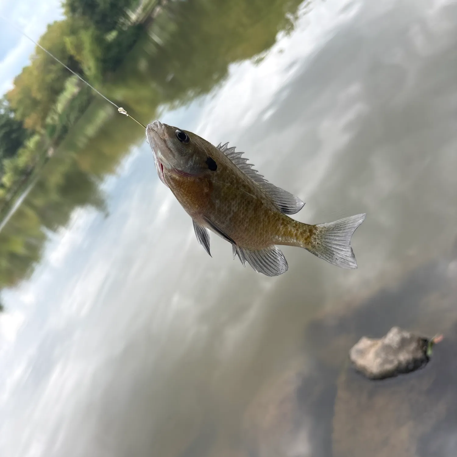 Bluegill caught on Fishbrain