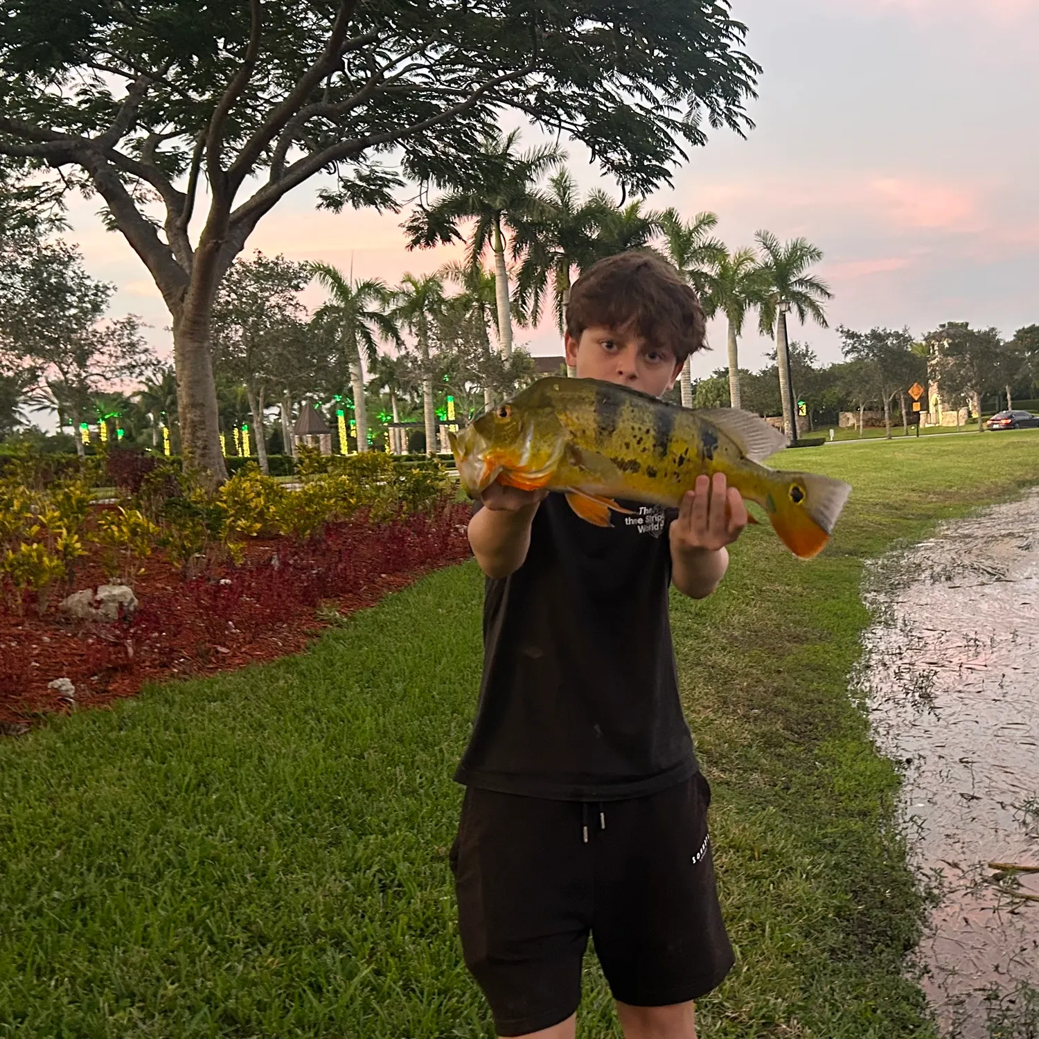 The most recent Butterfly peacock bass catches on Fishbrain