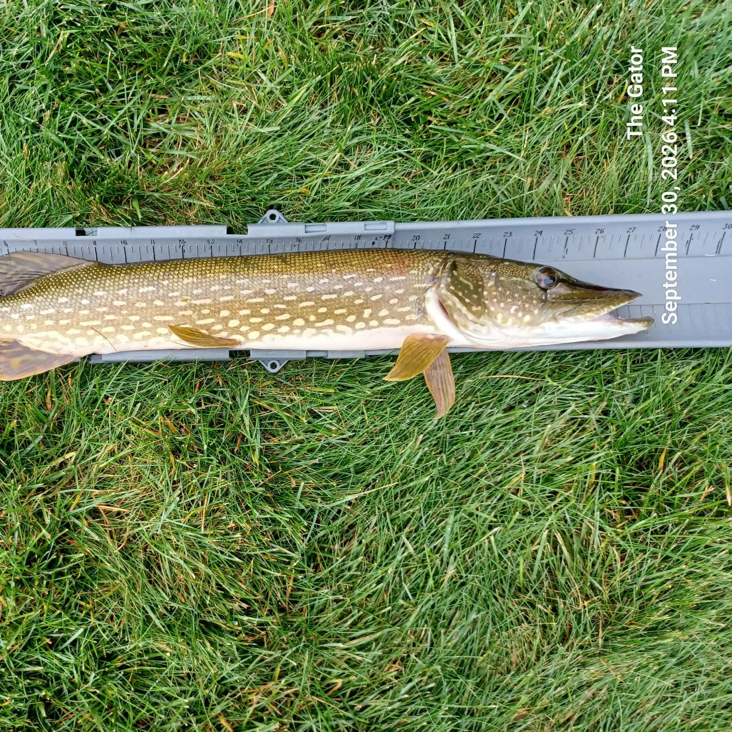 Northern pike caught on Fishbrain