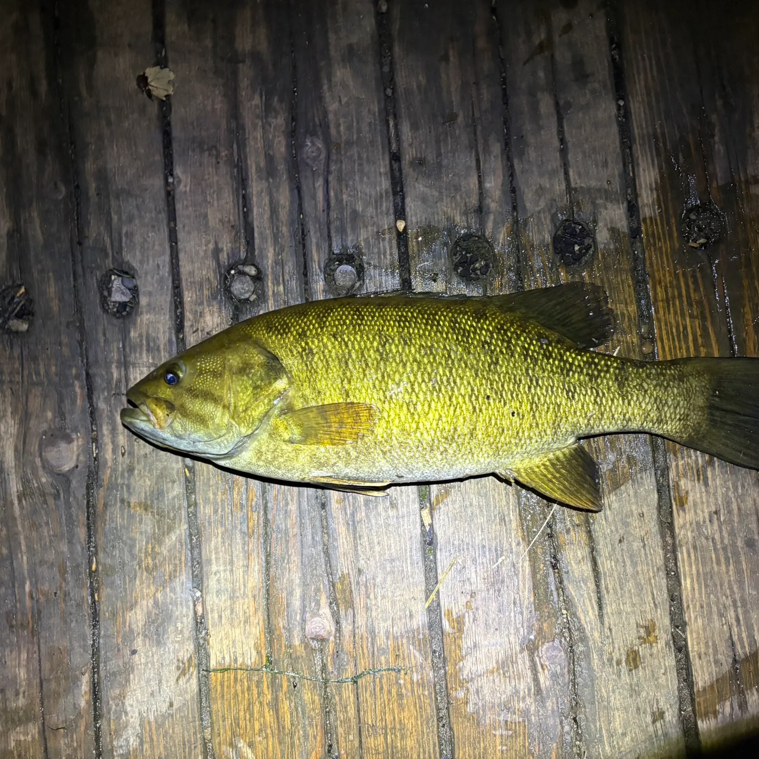 The most recent Smallmouth bass catches on Fishbrain