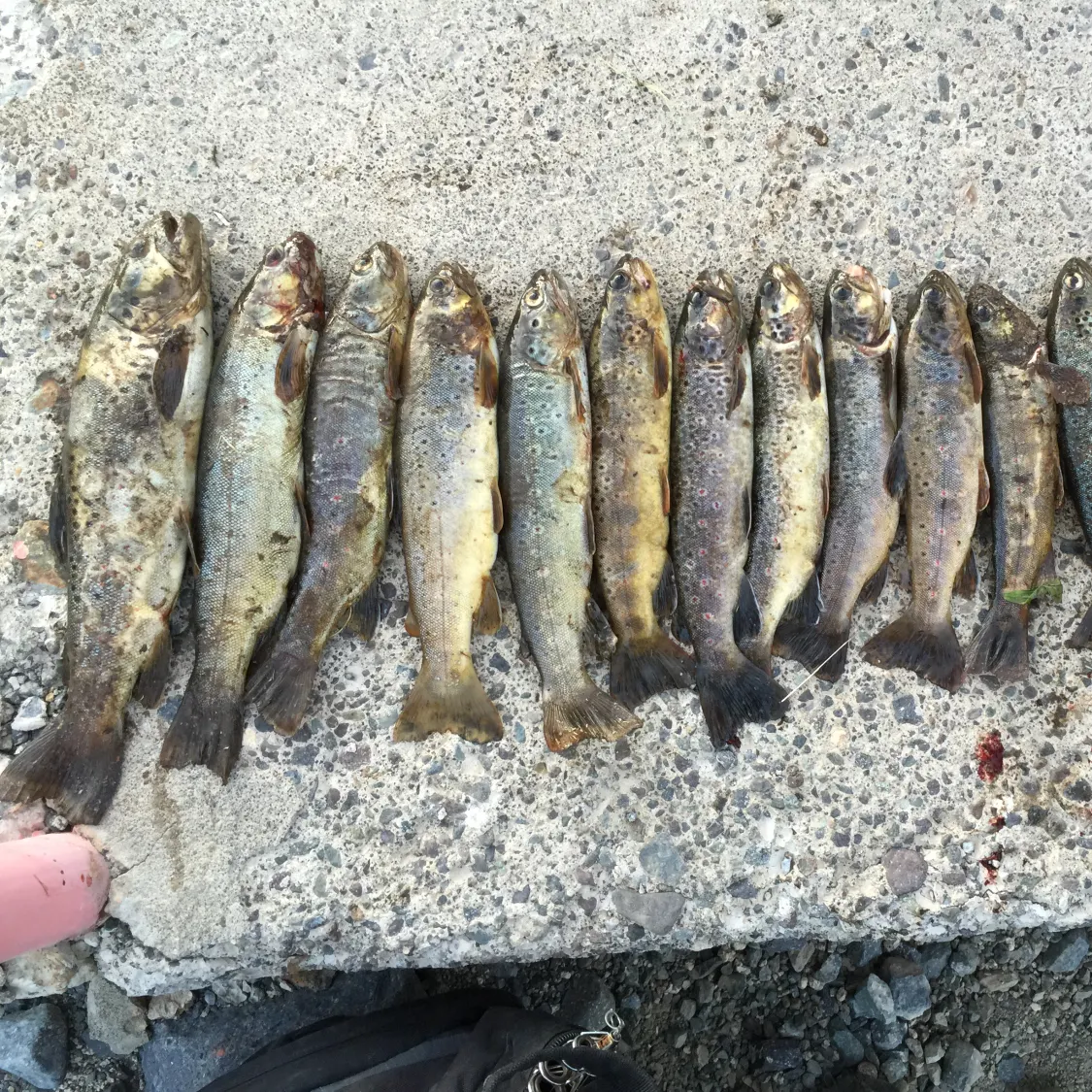 recently logged catches