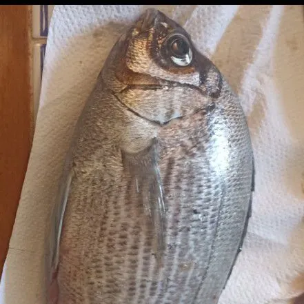 The most recent Gilthead seabream catches on Fishbrain