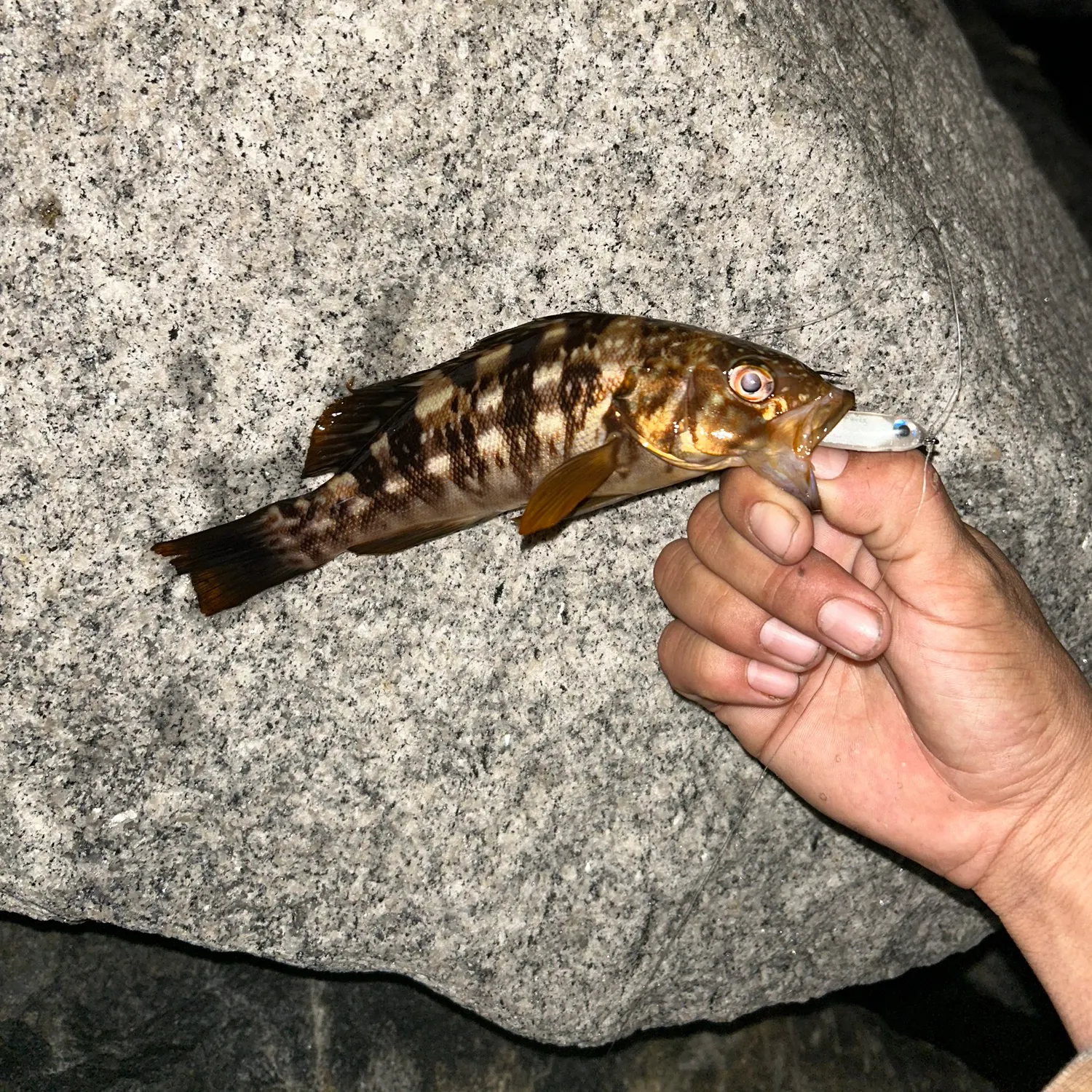 The most recent Kelp bass catches on Fishbrain