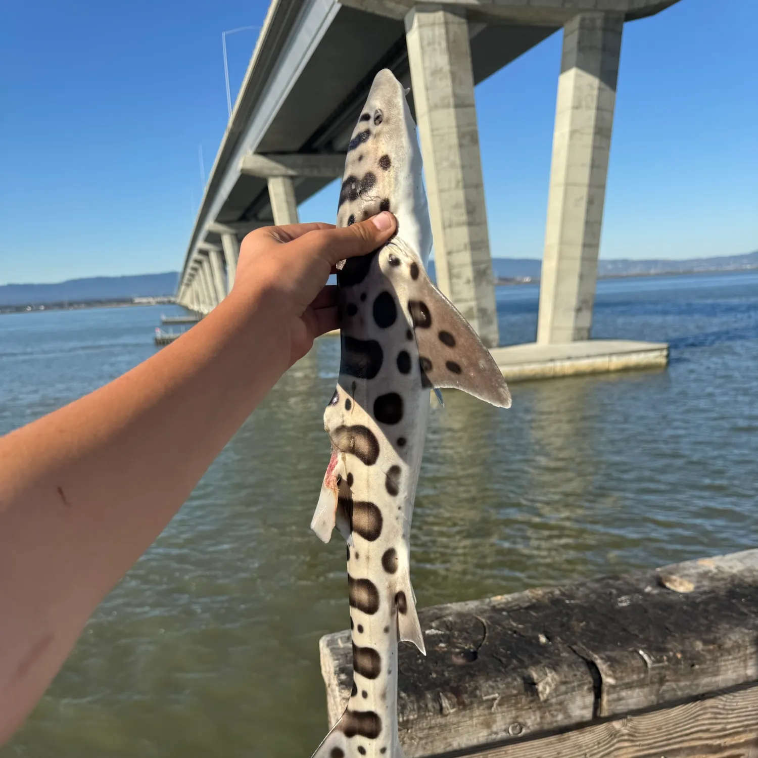 Leopard shark caught on Fishbrain