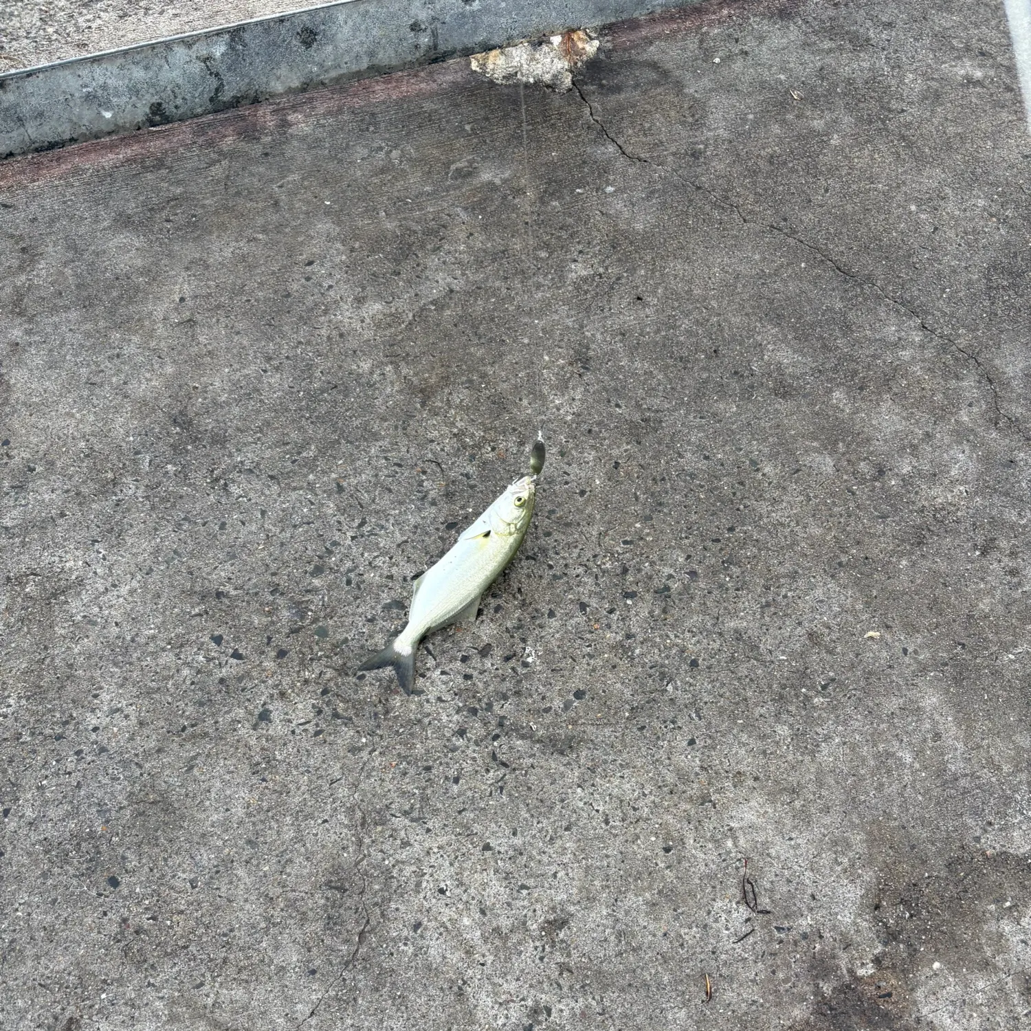 Bluefish caught on Fishbrain