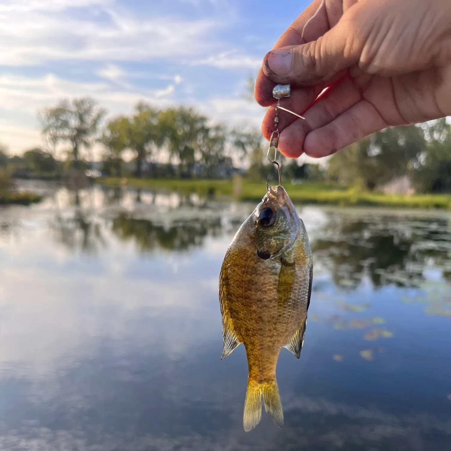 Bluegill caught on Fishbrain