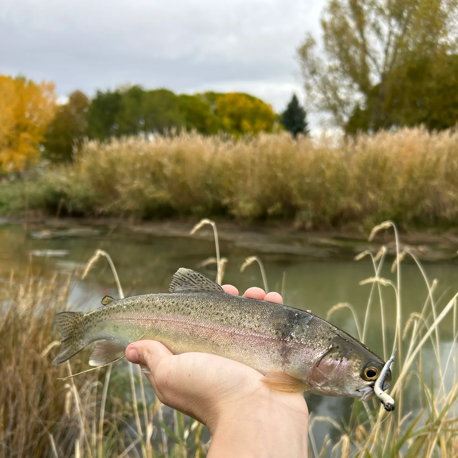 Rainbow trout caught on Fishbrain