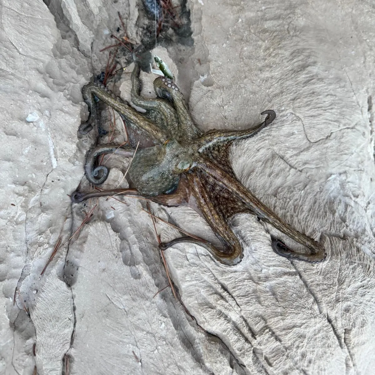Common octopus caught on Fishbrain