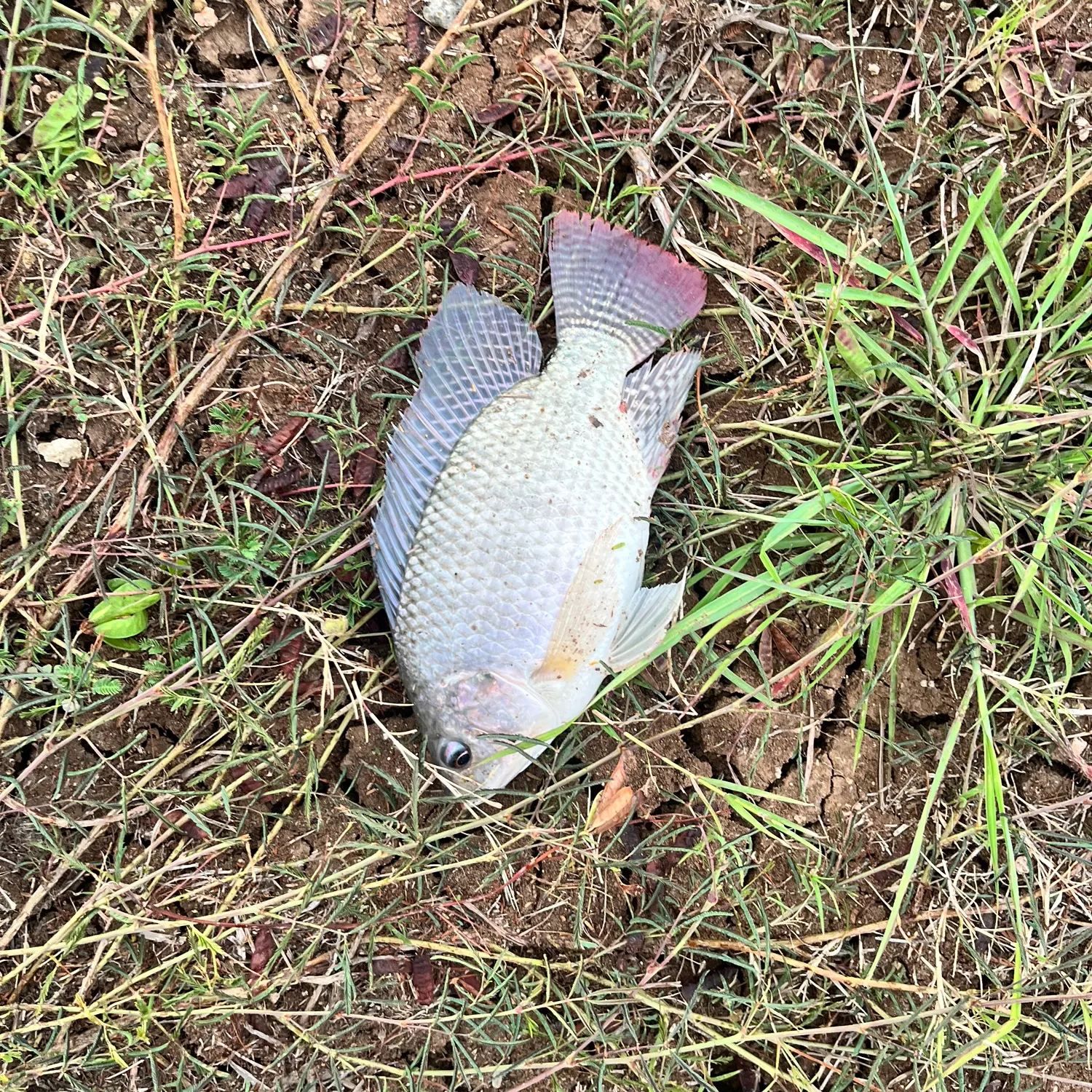 Redbreast tilapia caught on Fishbrain