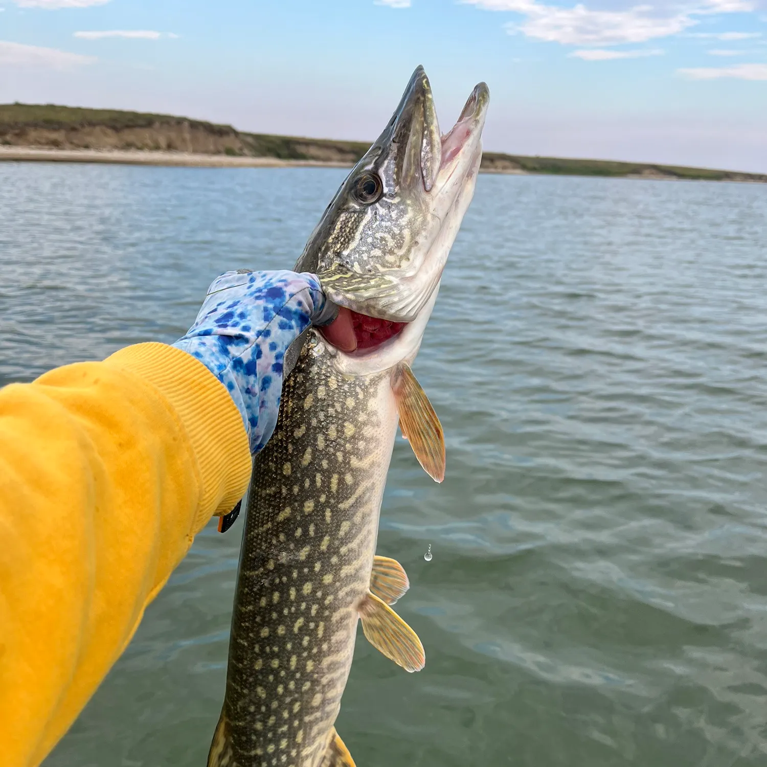 Northern pike caught on Fishbrain