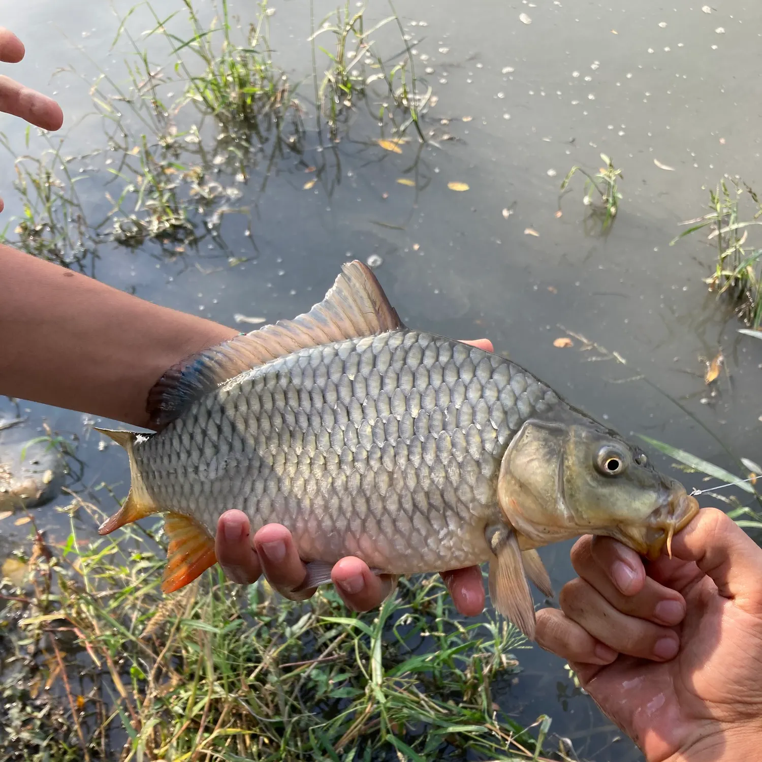 Common carp caught on Fishbrain
