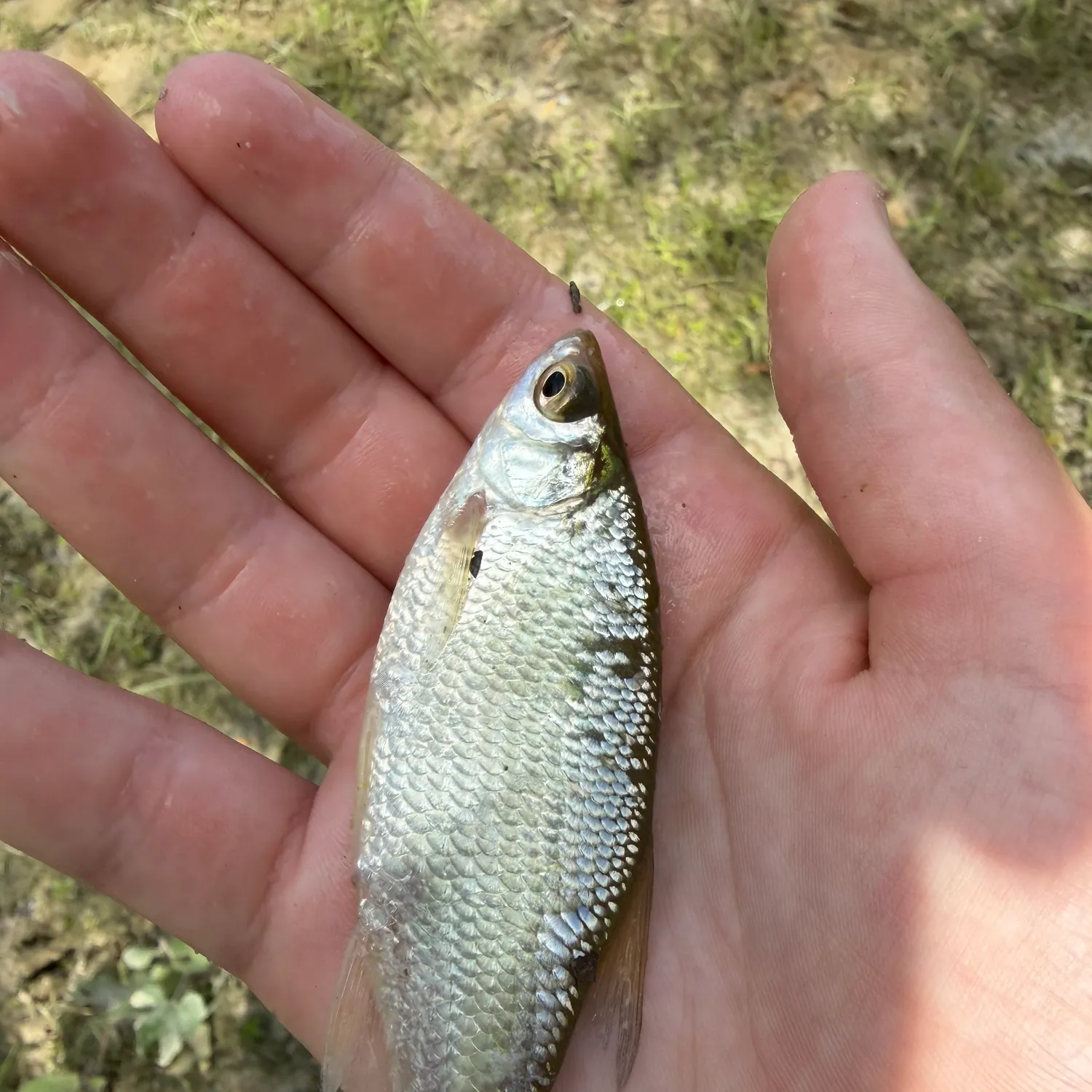 Golden shiner caught on Fishbrain