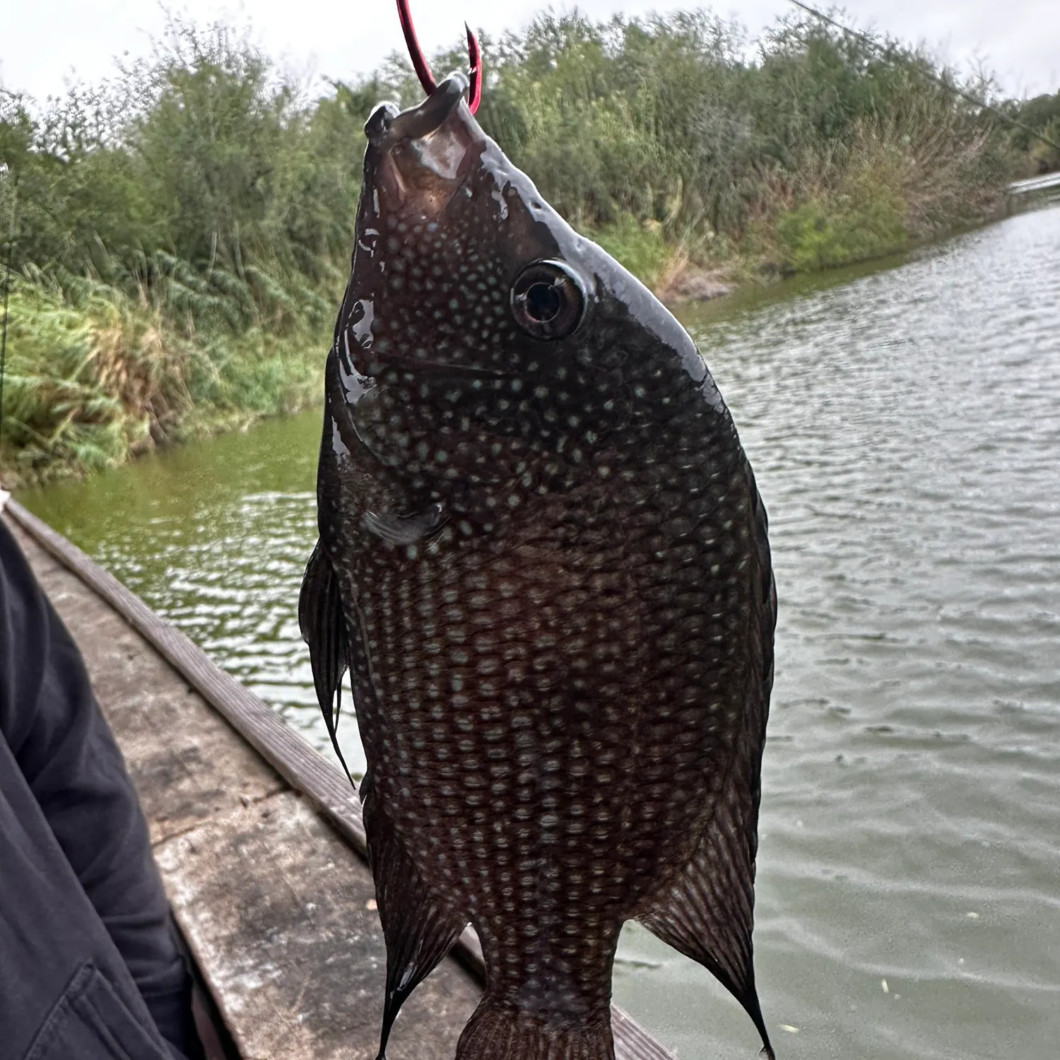 The most recent Rio Grande cichlid catches on Fishbrain