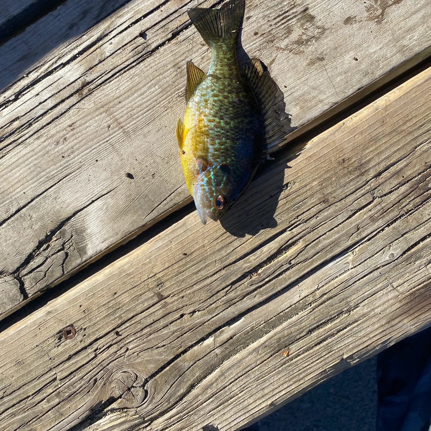 Pumpkinseed caught on Fishbrain