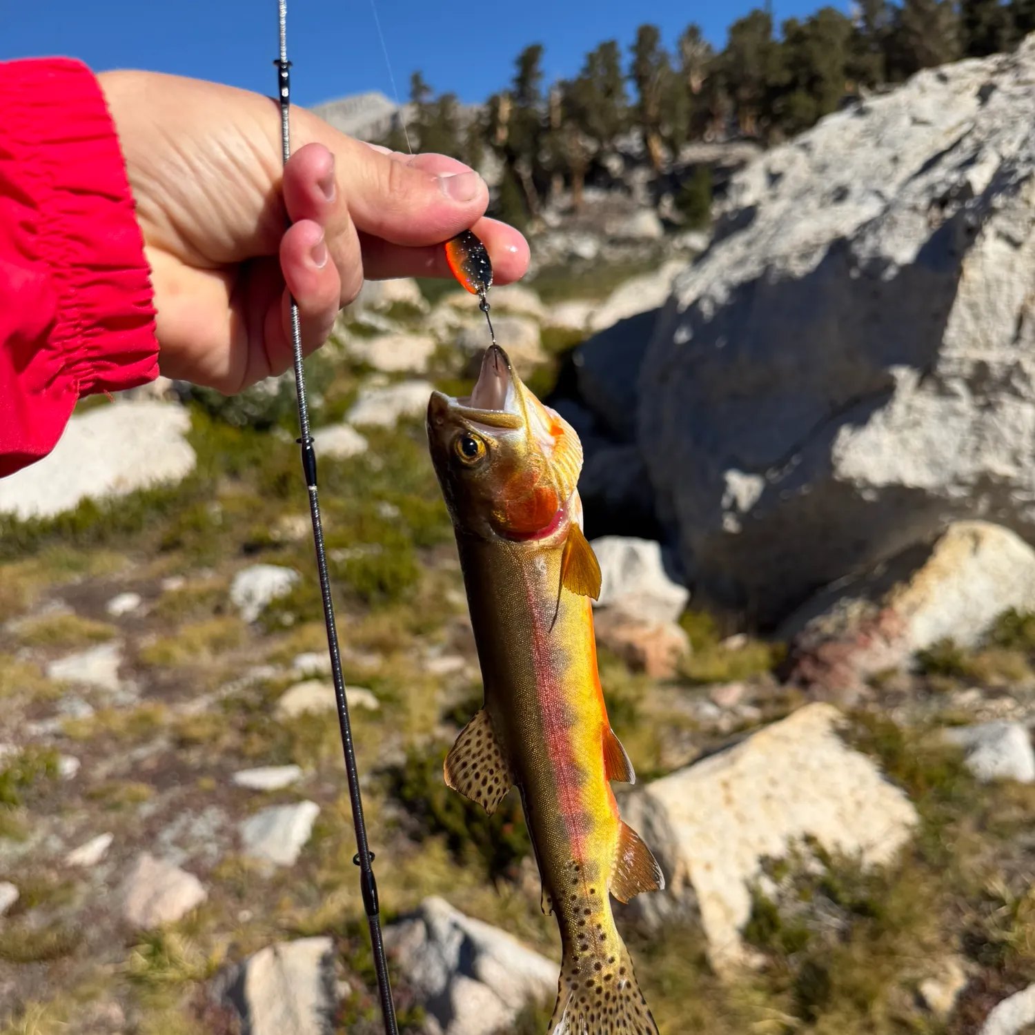 Golden trout caught on Fishbrain