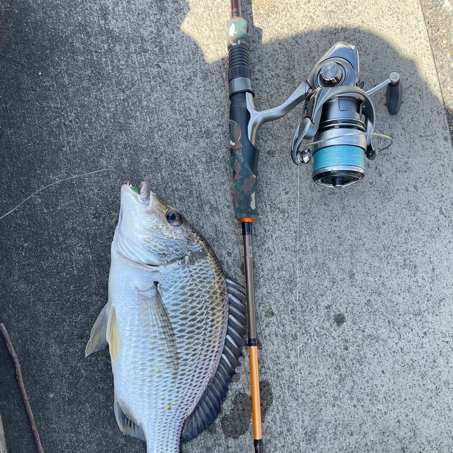 recently logged catches