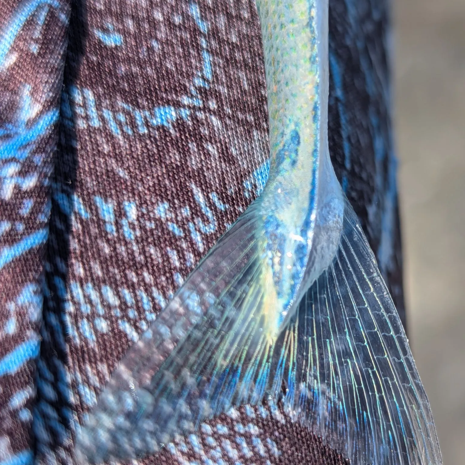 The most recent Keeled needlefish catches on Fishbrain