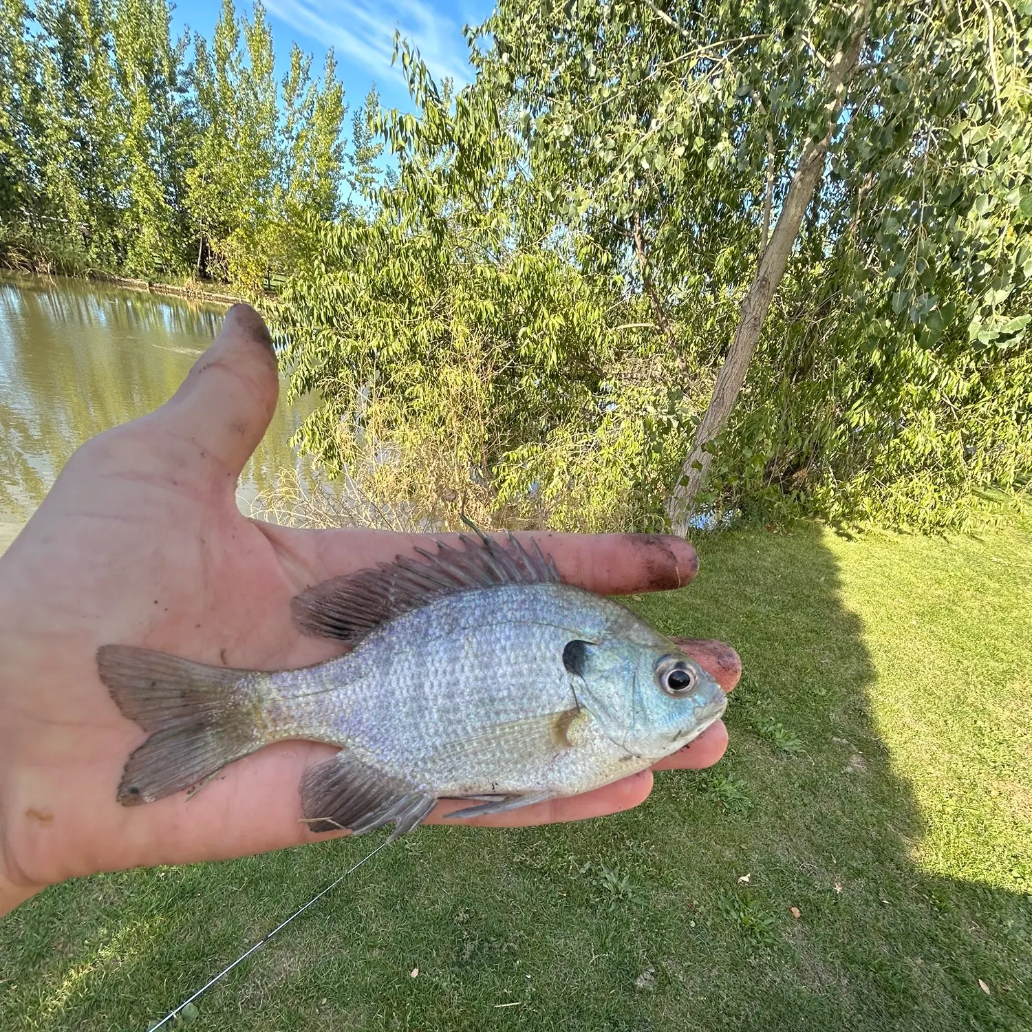 Bluegill caught on Fishbrain