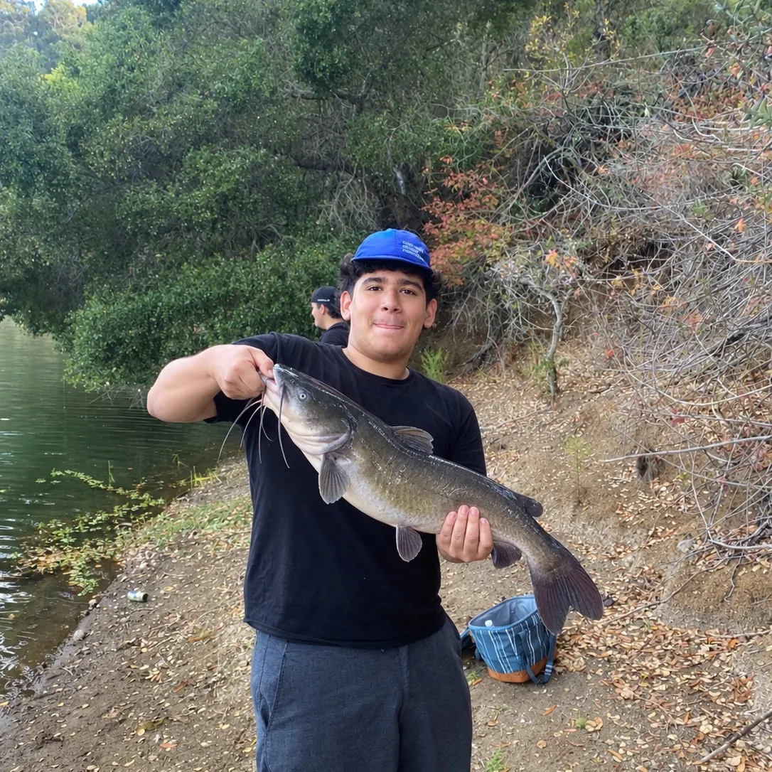 Channel catfish caught on Fishbrain