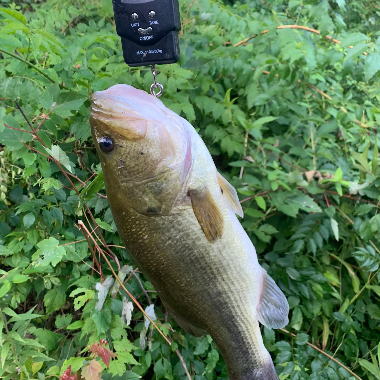 angler catch