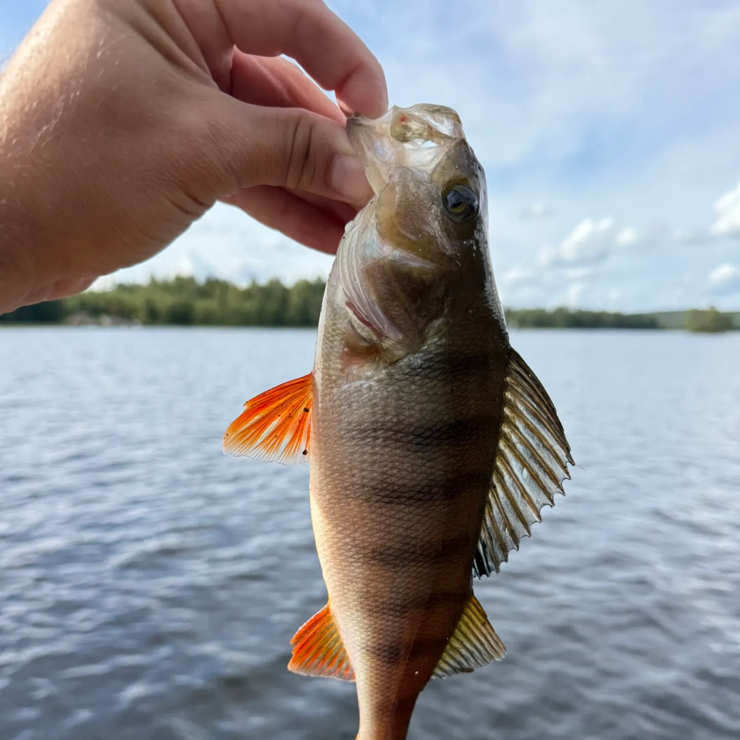 European perch caught on Fishbrain