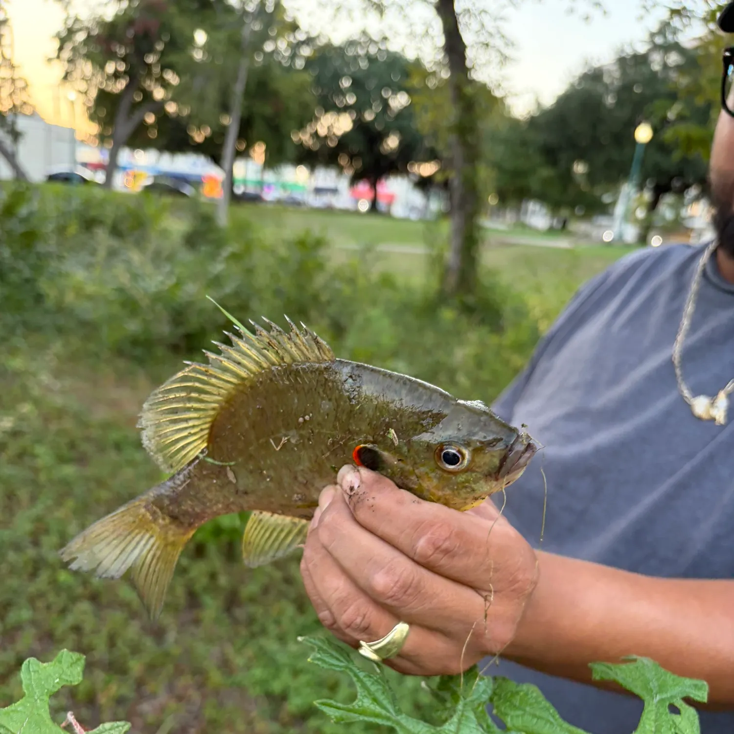 Redear sunfish caught on Fishbrain