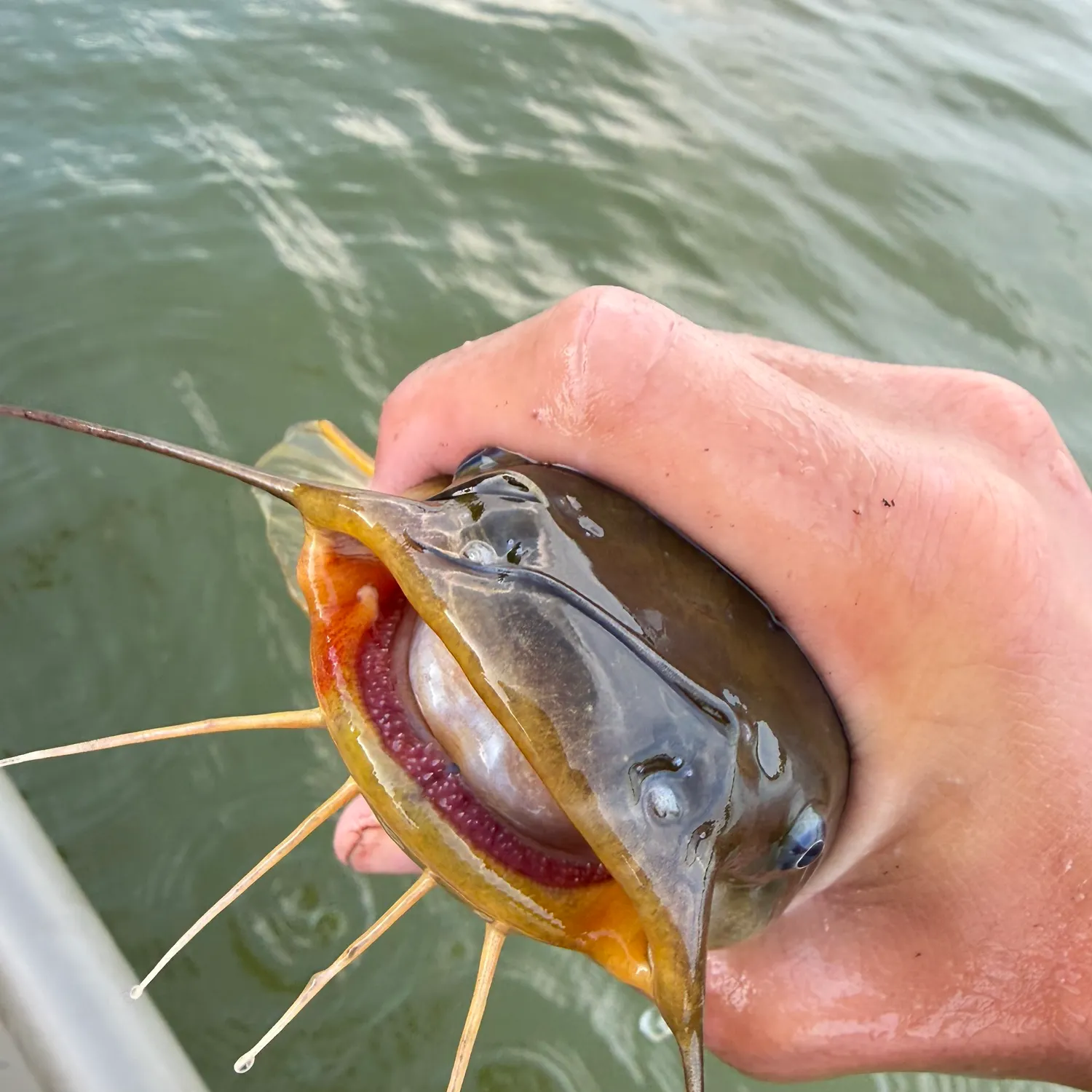 catch