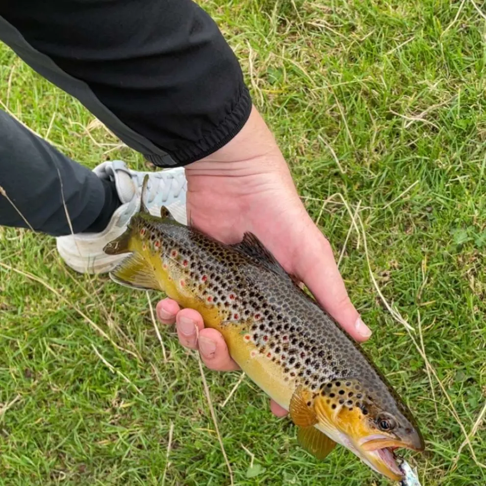 Brown trout caught on Fishbrain