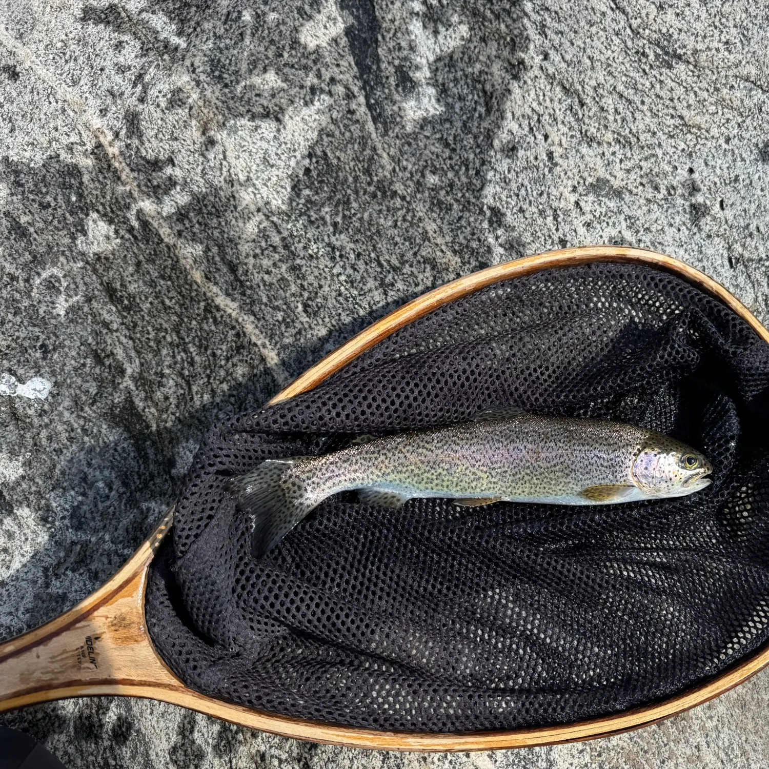 Rainbow trout caught on Fishbrain