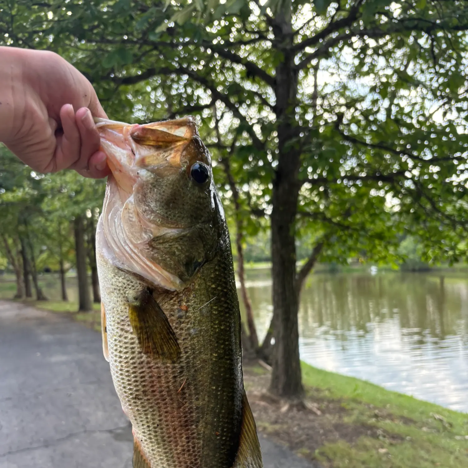 Largemouth bass caught on Fishbrain