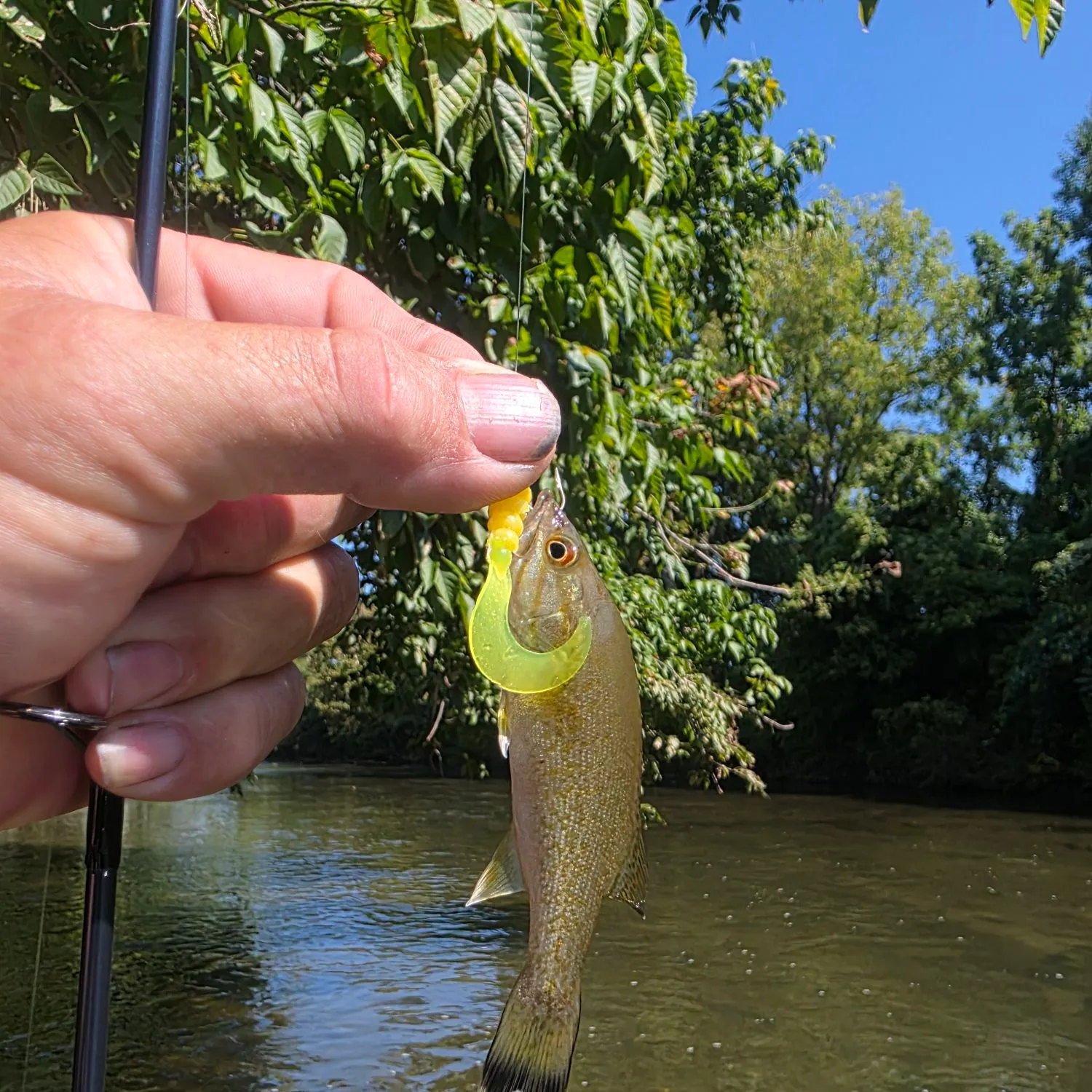 Smallmouth bass caught on Fishbrain