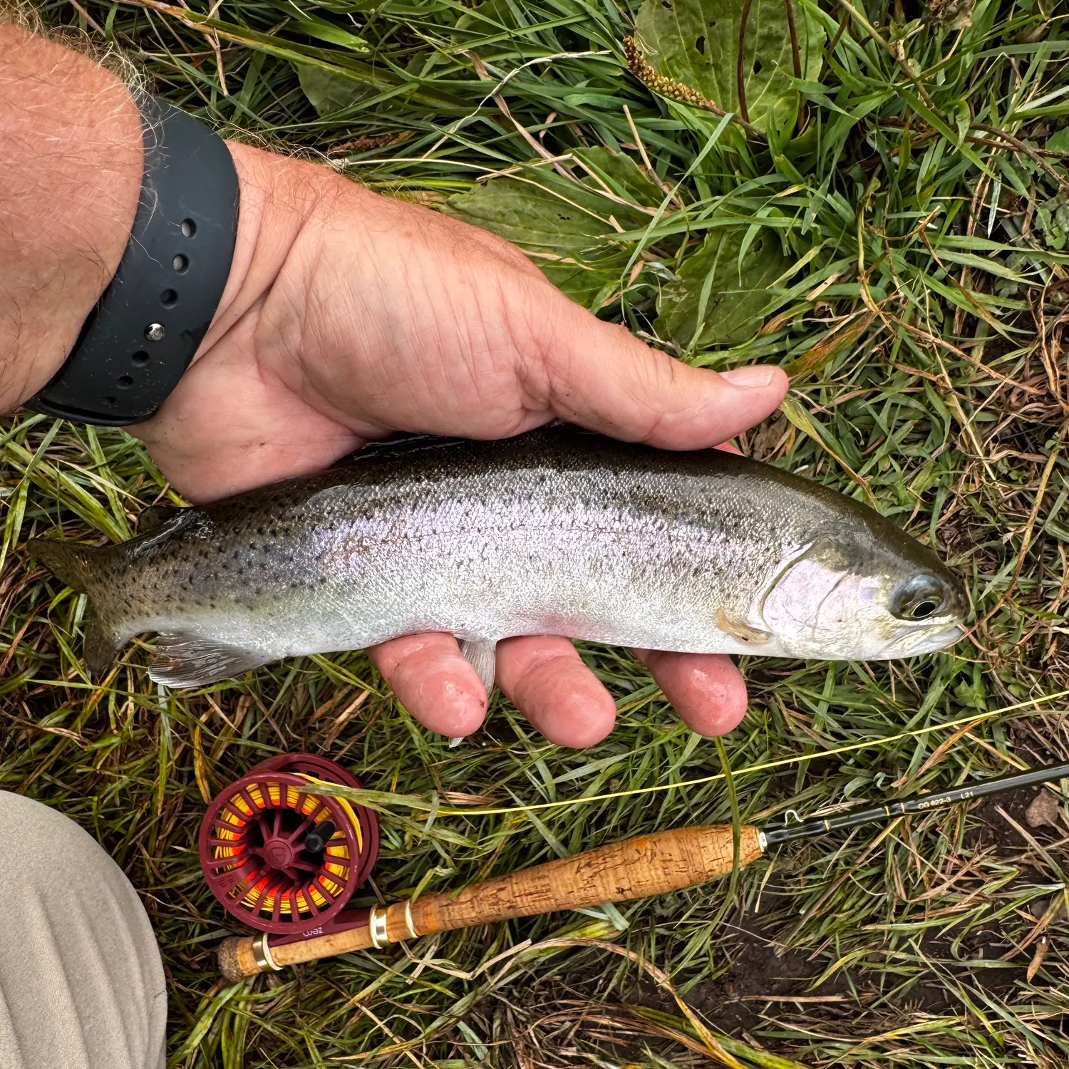 Rainbow trout caught on Fishbrain