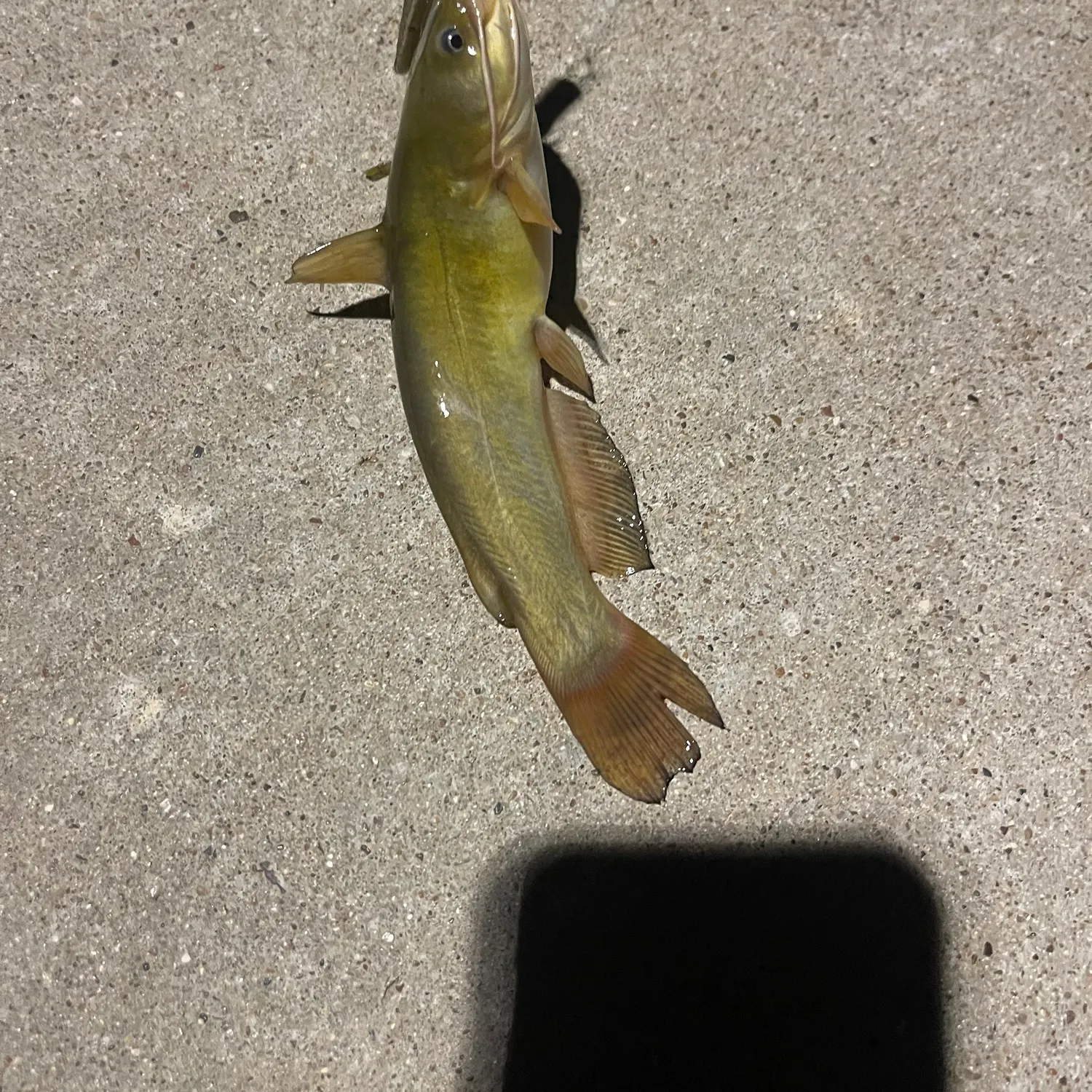 Yellow bullhead caught on Fishbrain
