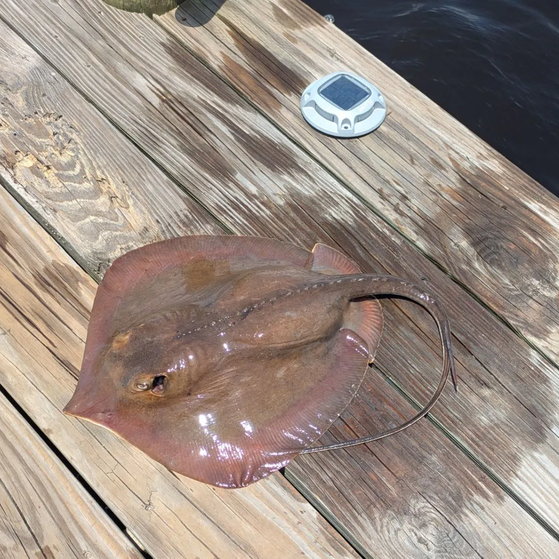 The most recent Atlantic stingray catches on Fishbrain