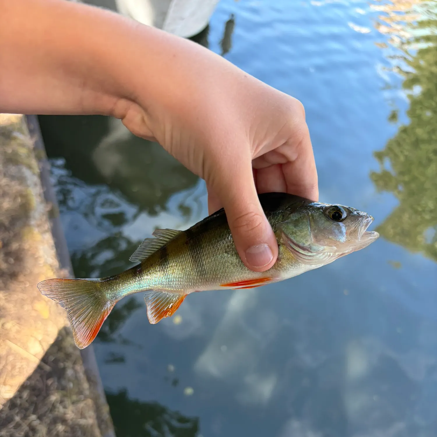 European perch caught on Fishbrain